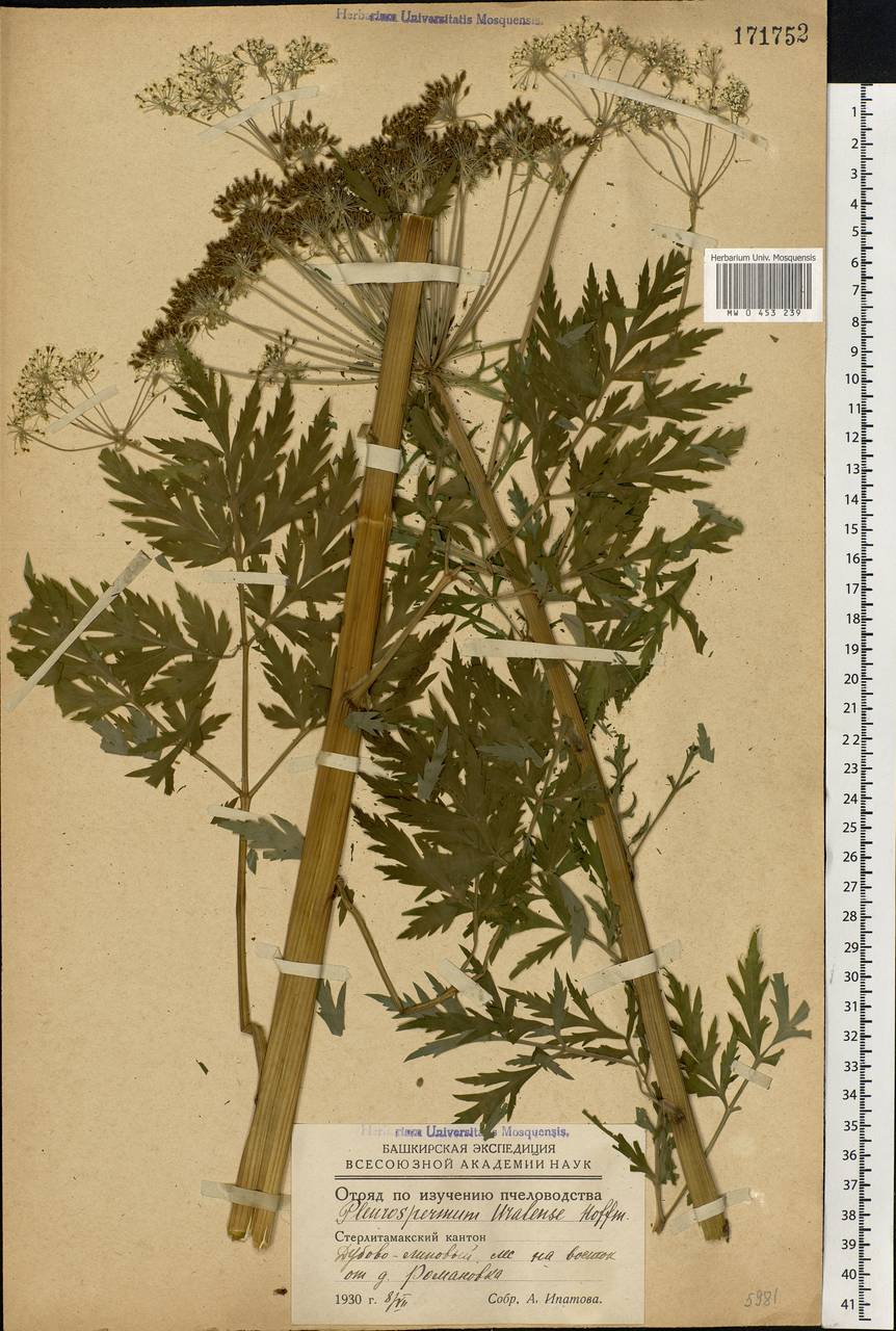 Pleurospermum uralense Hoffm., Eastern Europe, Eastern region (E10) (Russia)