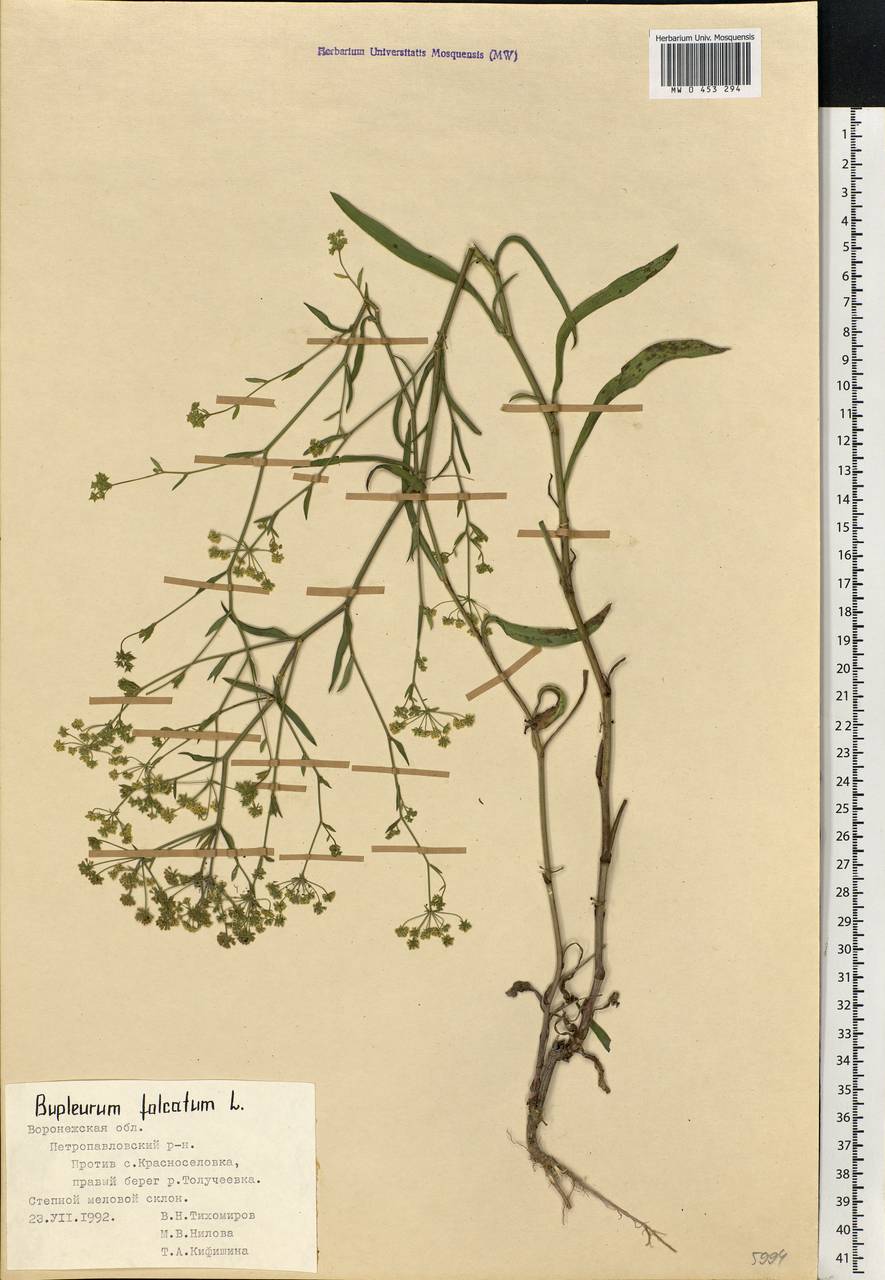 Bupleurum falcatum L., Eastern Europe, Central forest-and-steppe region (E6) (Russia)