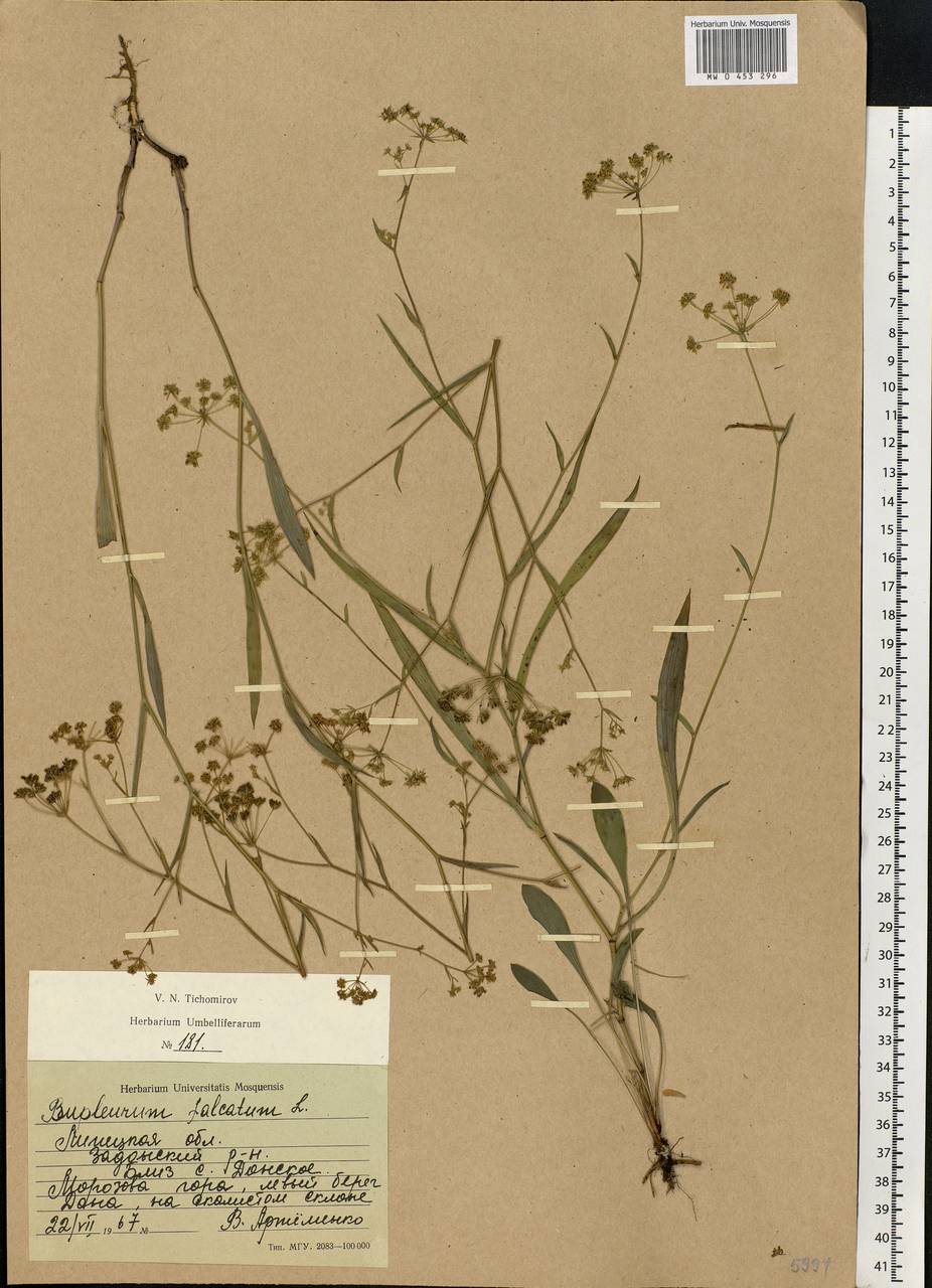 Bupleurum falcatum L., Eastern Europe, Central forest-and-steppe region (E6) (Russia)