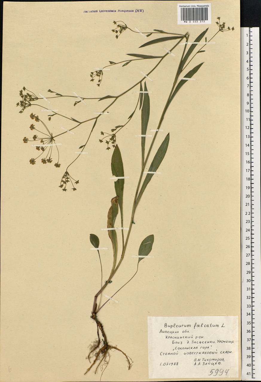 Bupleurum falcatum L., Eastern Europe, Central forest-and-steppe region (E6) (Russia)