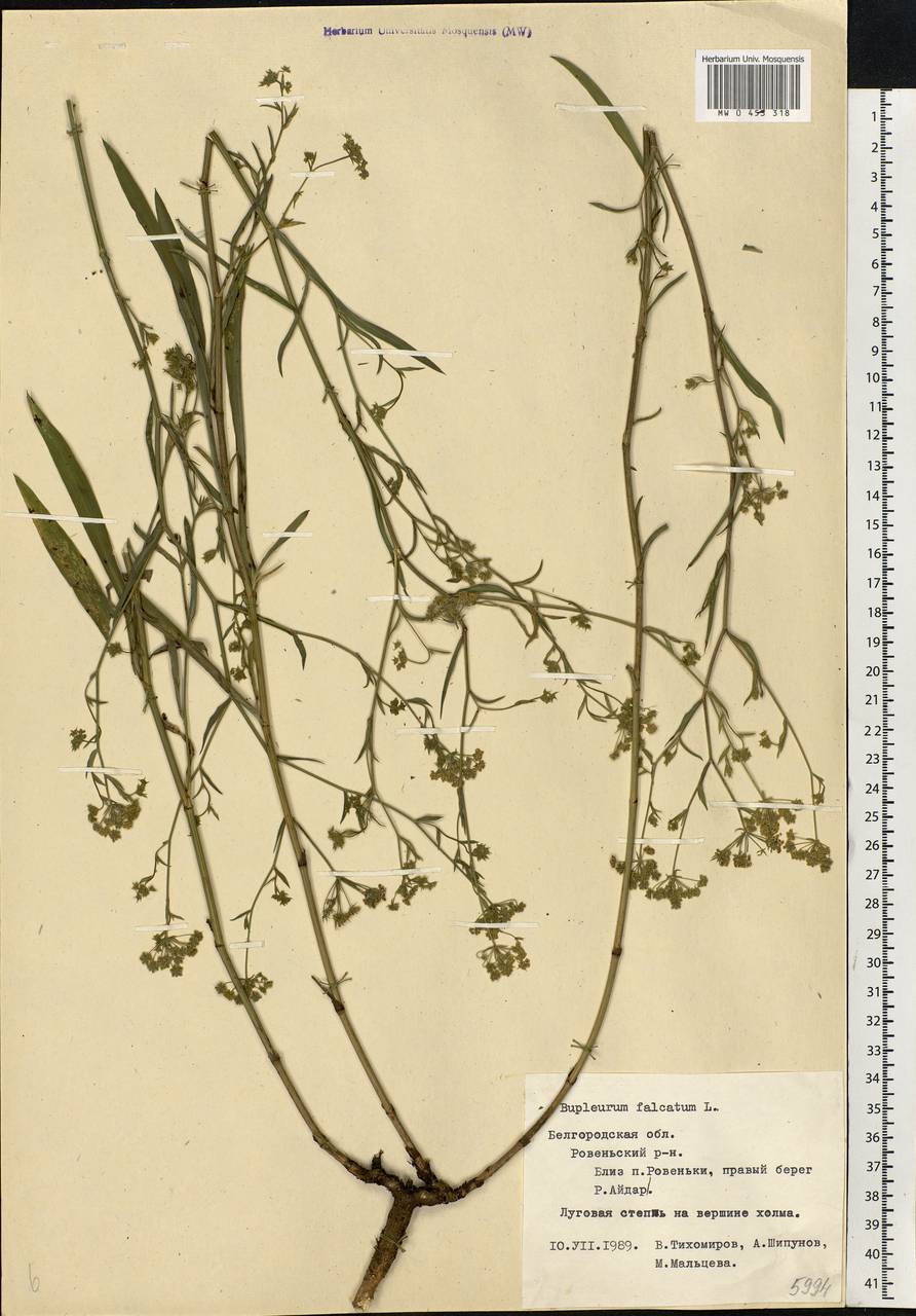 Bupleurum falcatum L., Eastern Europe, Central forest-and-steppe region (E6) (Russia)