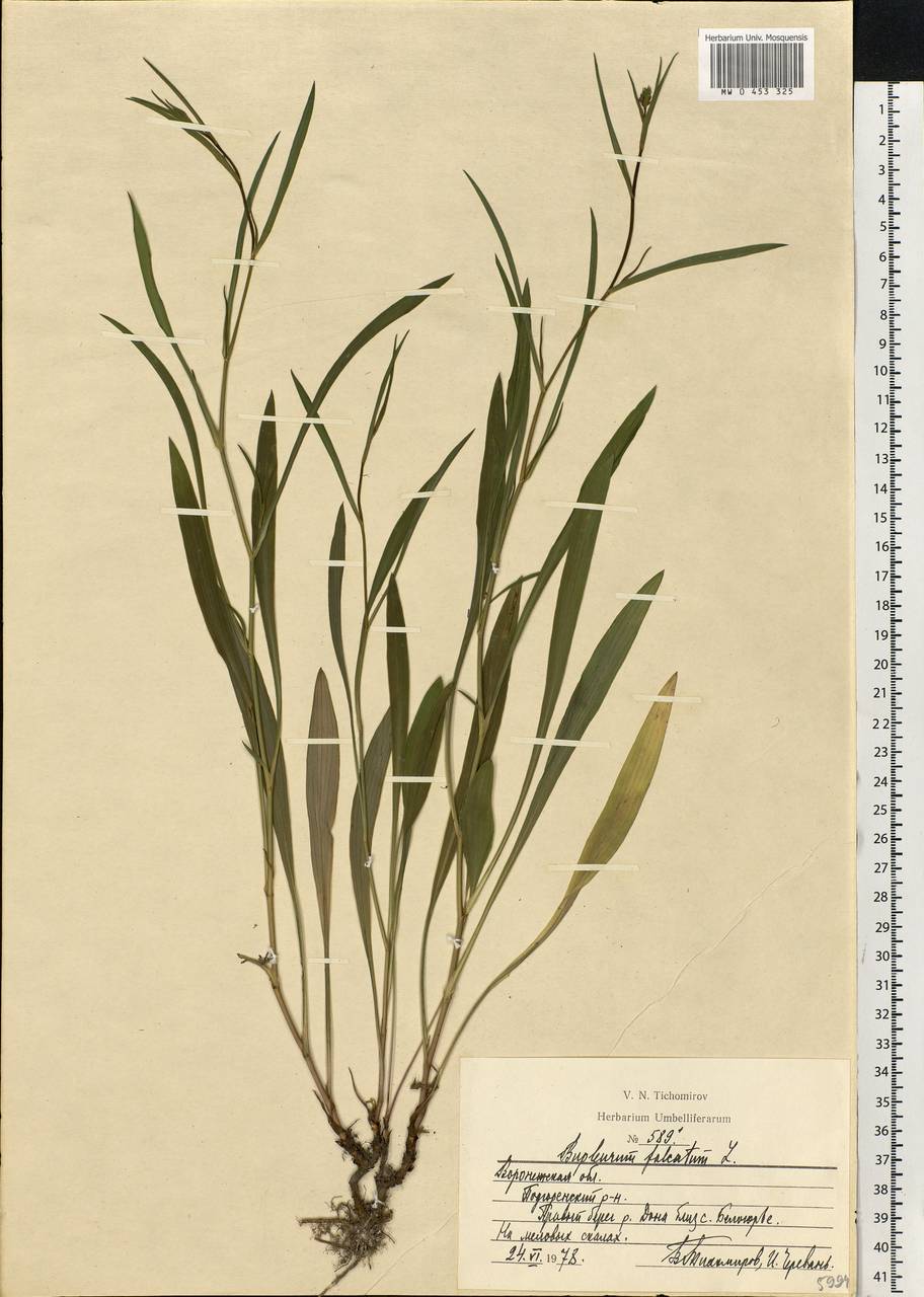 Bupleurum falcatum L., Eastern Europe, Central forest-and-steppe region (E6) (Russia)