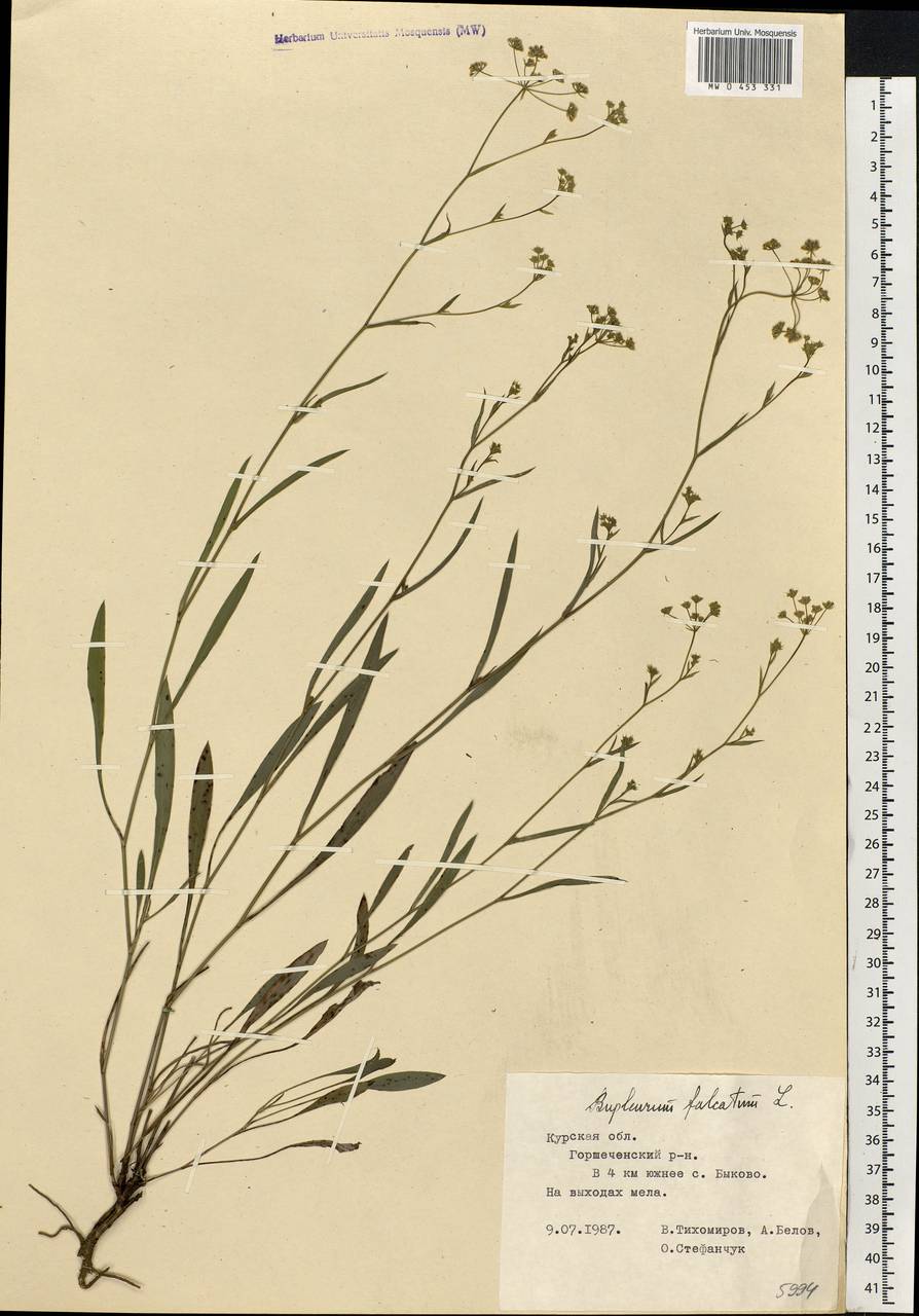 Bupleurum falcatum L., Eastern Europe, Central forest-and-steppe region (E6) (Russia)