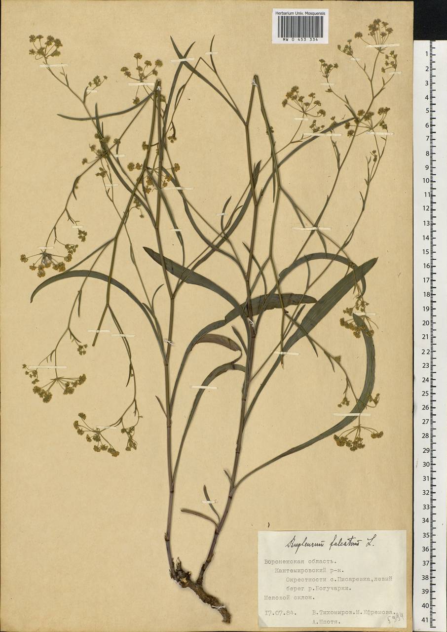 Bupleurum falcatum L., Eastern Europe, Central forest-and-steppe region (E6) (Russia)