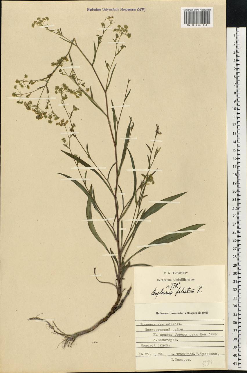 Bupleurum falcatum L., Eastern Europe, Central forest-and-steppe region (E6) (Russia)