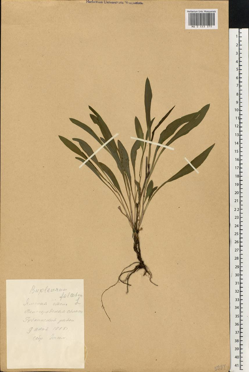 Bupleurum falcatum L., Eastern Europe, Central forest-and-steppe region (E6) (Russia)