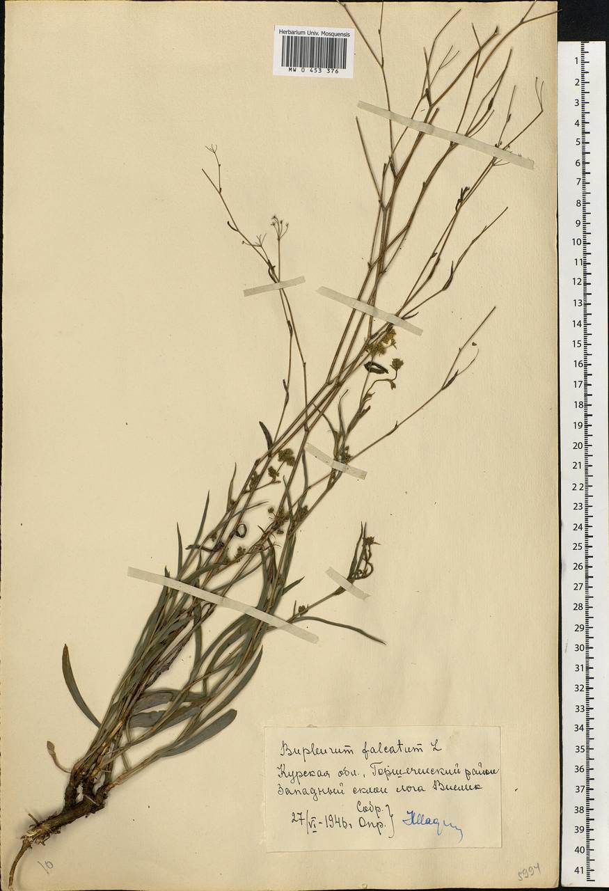 Bupleurum falcatum L., Eastern Europe, Central forest-and-steppe region (E6) (Russia)