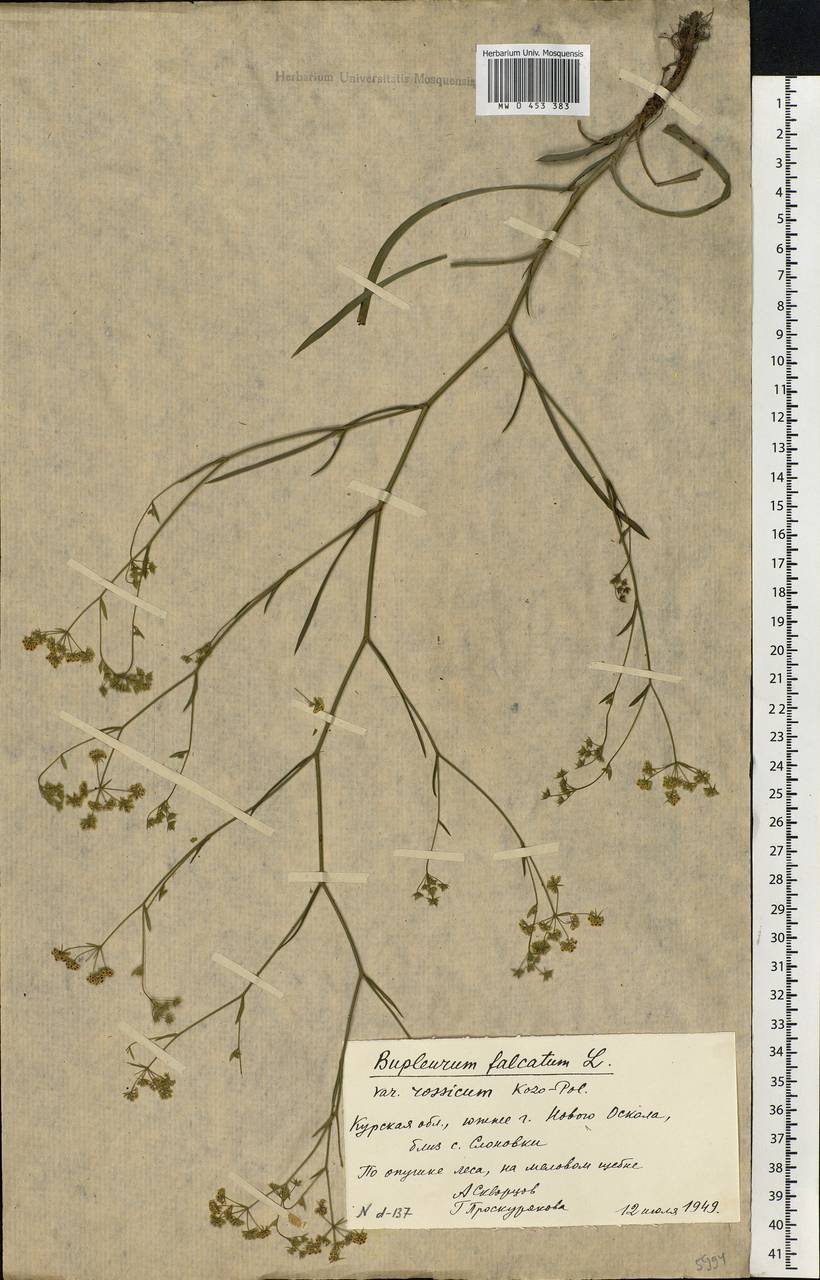 Bupleurum falcatum L., Eastern Europe, Central forest-and-steppe region (E6) (Russia)