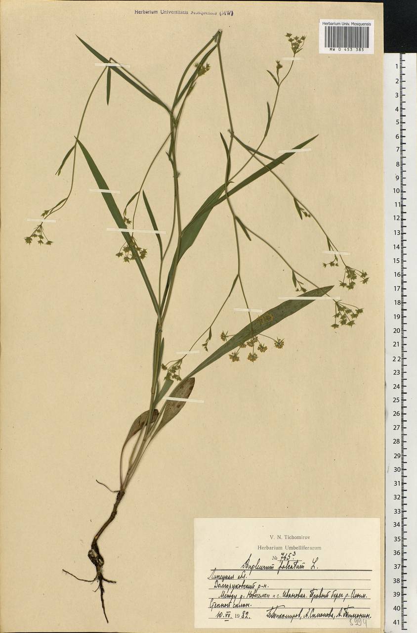 Bupleurum falcatum L., Eastern Europe, Central forest-and-steppe region (E6) (Russia)