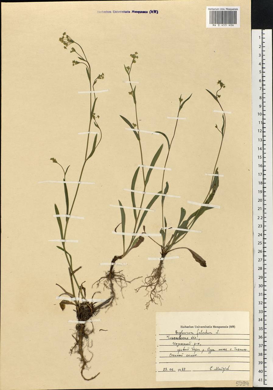 Bupleurum falcatum L., Eastern Europe, Middle Volga region (E8) (Russia)