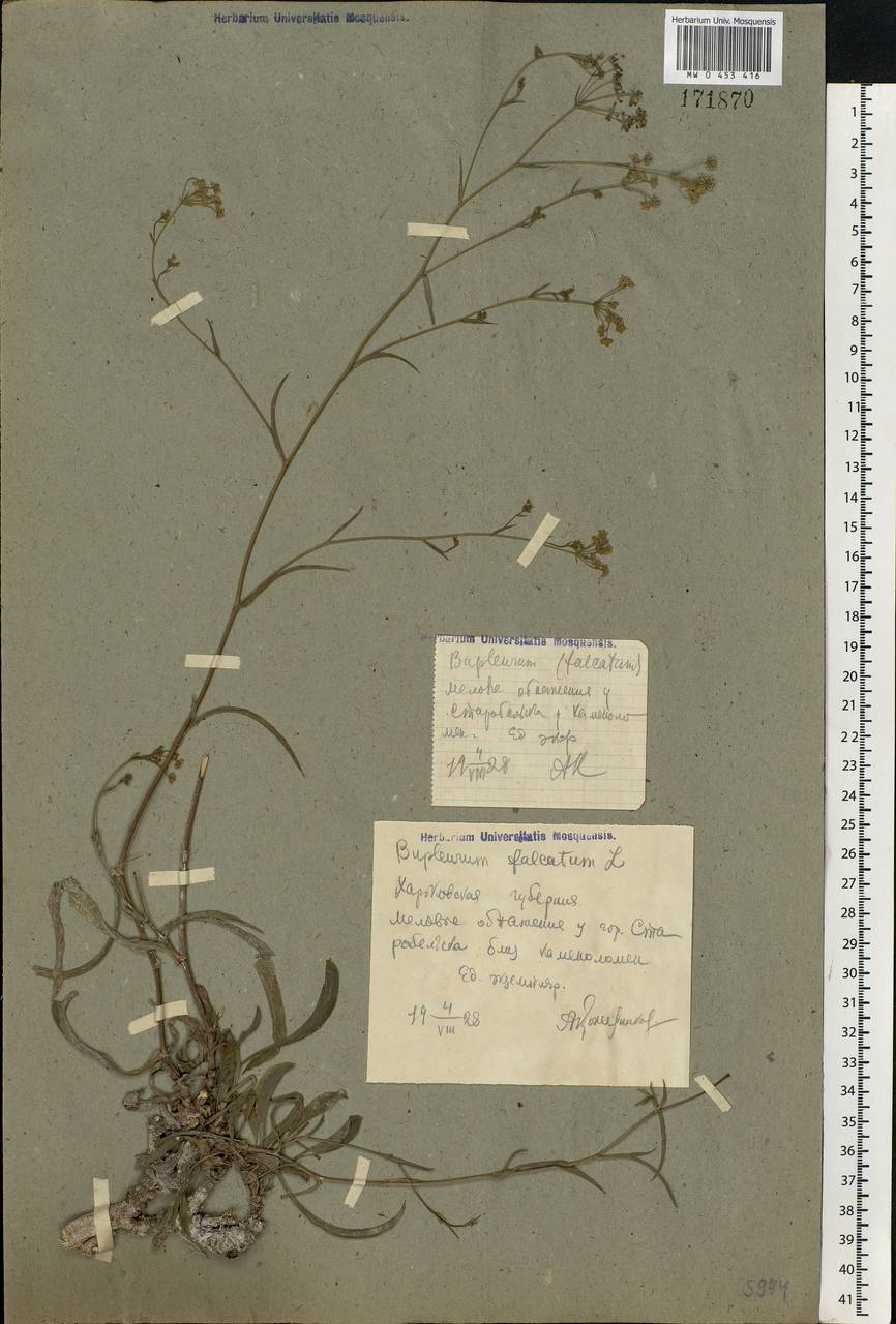 Bupleurum falcatum L., Eastern Europe, North Ukrainian region (E11) (Ukraine)