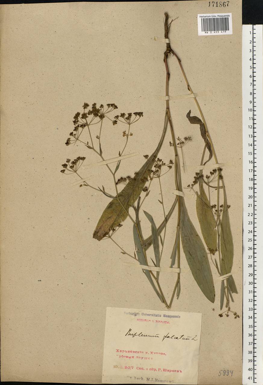 Bupleurum falcatum L., Eastern Europe, North Ukrainian region (E11) (Ukraine)