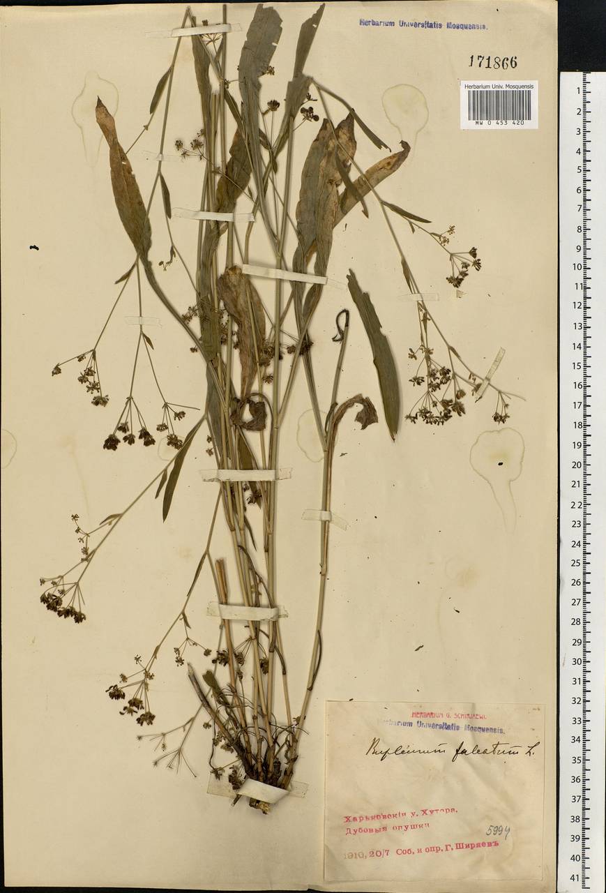 Bupleurum falcatum L., Eastern Europe, North Ukrainian region (E11) (Ukraine)