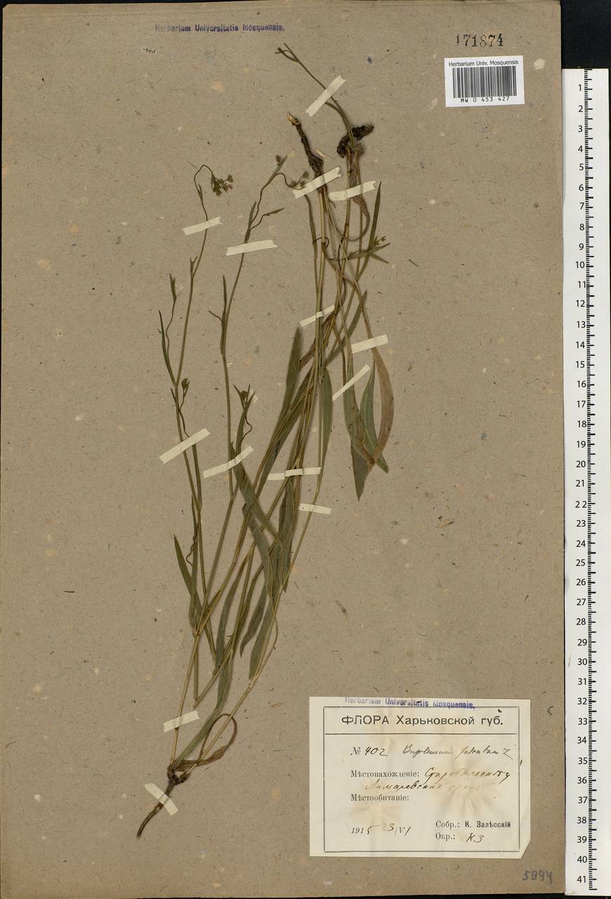 Bupleurum falcatum L., Eastern Europe, North Ukrainian region (E11) (Ukraine)