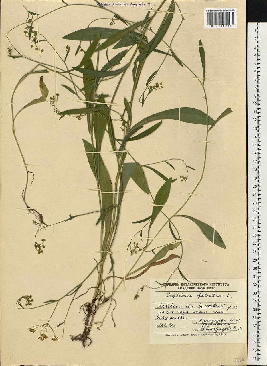 Bupleurum falcatum L., Eastern Europe, West Ukrainian region (E13) (Ukraine)