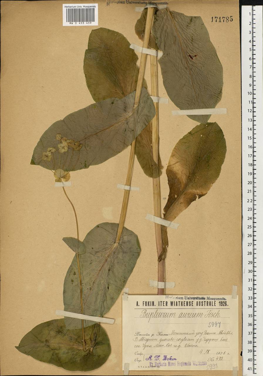 Bupleurum longifolium, Eastern Europe, Volga-Kama region (E7) (Russia)