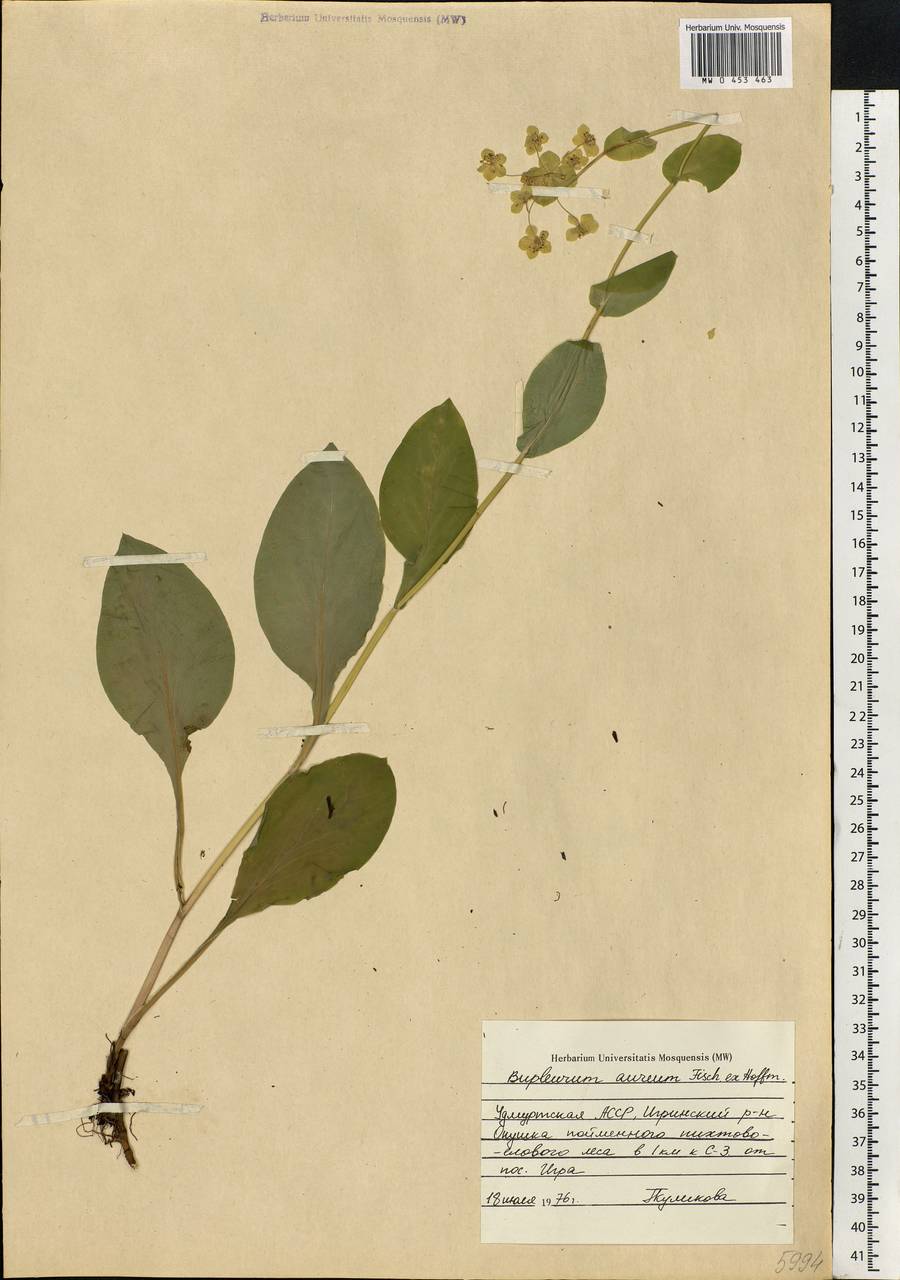 Bupleurum longifolium, Eastern Europe, Volga-Kama region (E7) (Russia)