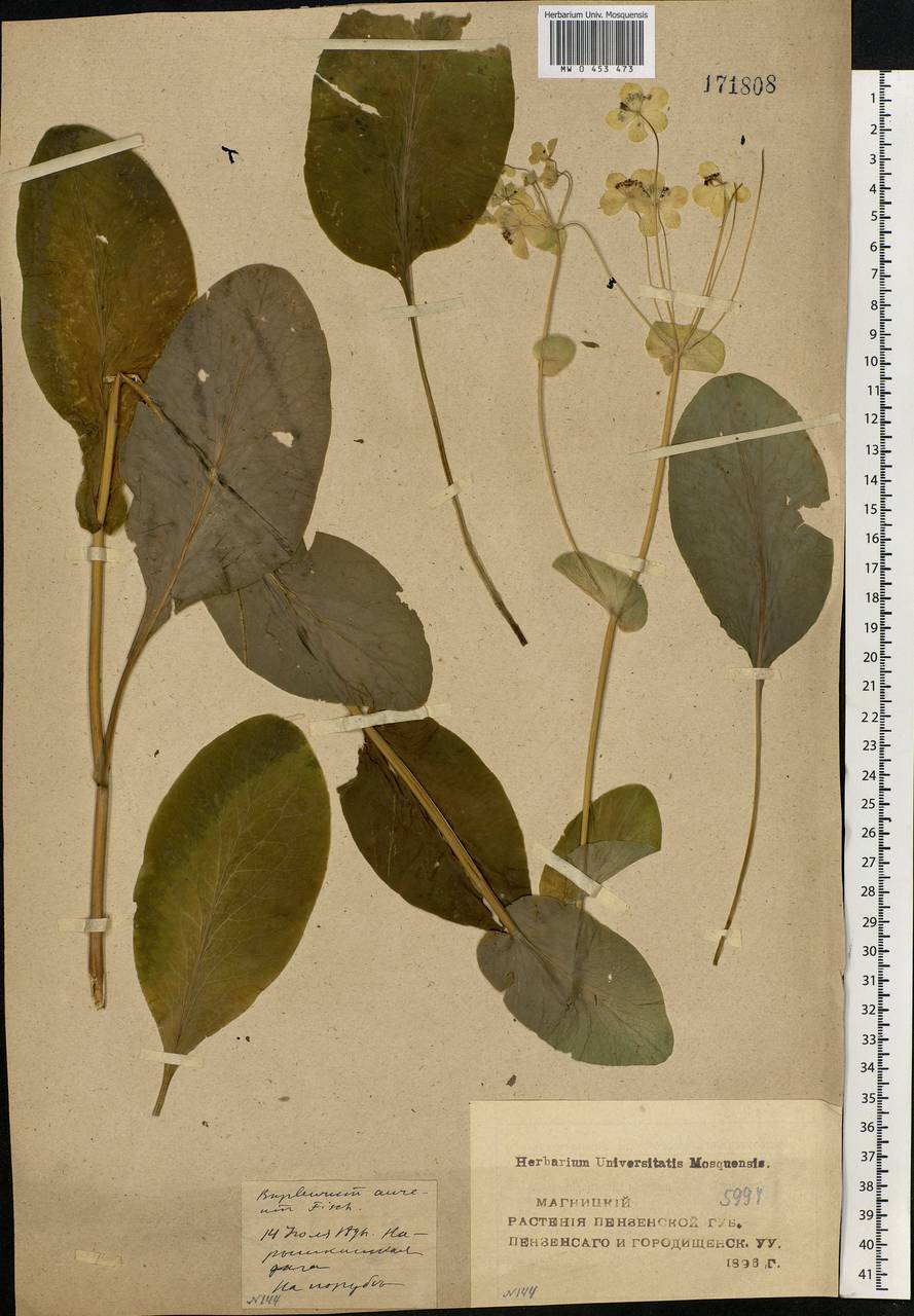 Bupleurum longifolium, Eastern Europe, Middle Volga region (E8) (Russia)
