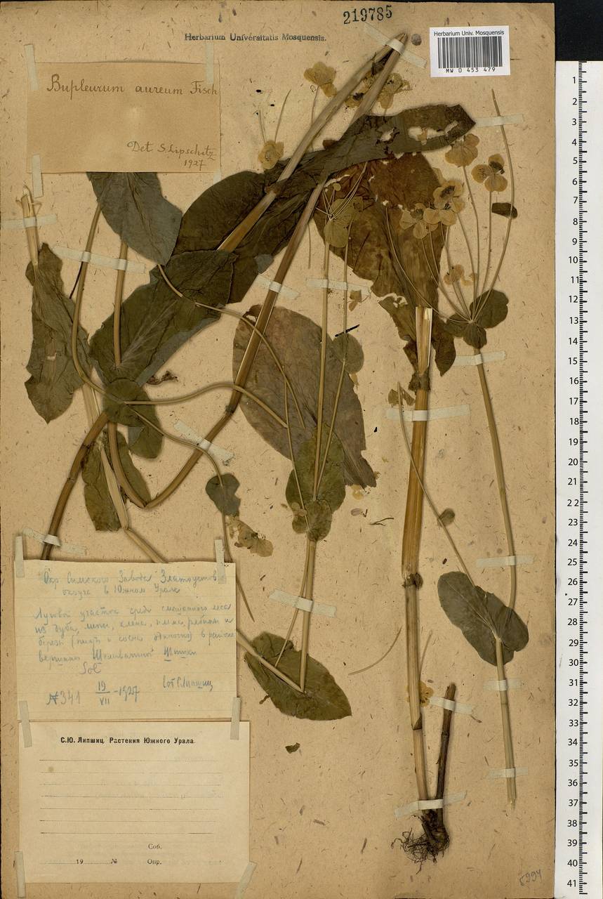 Bupleurum longifolium, Eastern Europe, Eastern region (E10) (Russia)