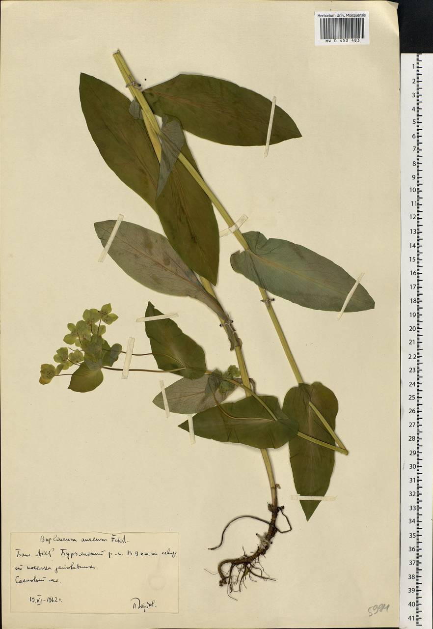 Bupleurum longifolium, Eastern Europe, Eastern region (E10) (Russia)