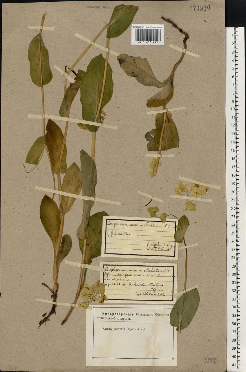 Bupleurum longifolium, Eastern Europe, Eastern region (E10) (Russia)