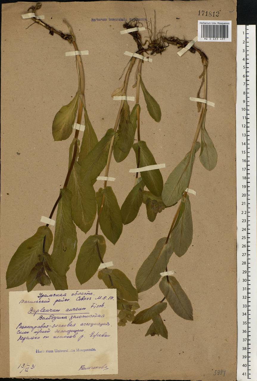 Bupleurum longifolium, Eastern Europe, Eastern region (E10) (Russia)