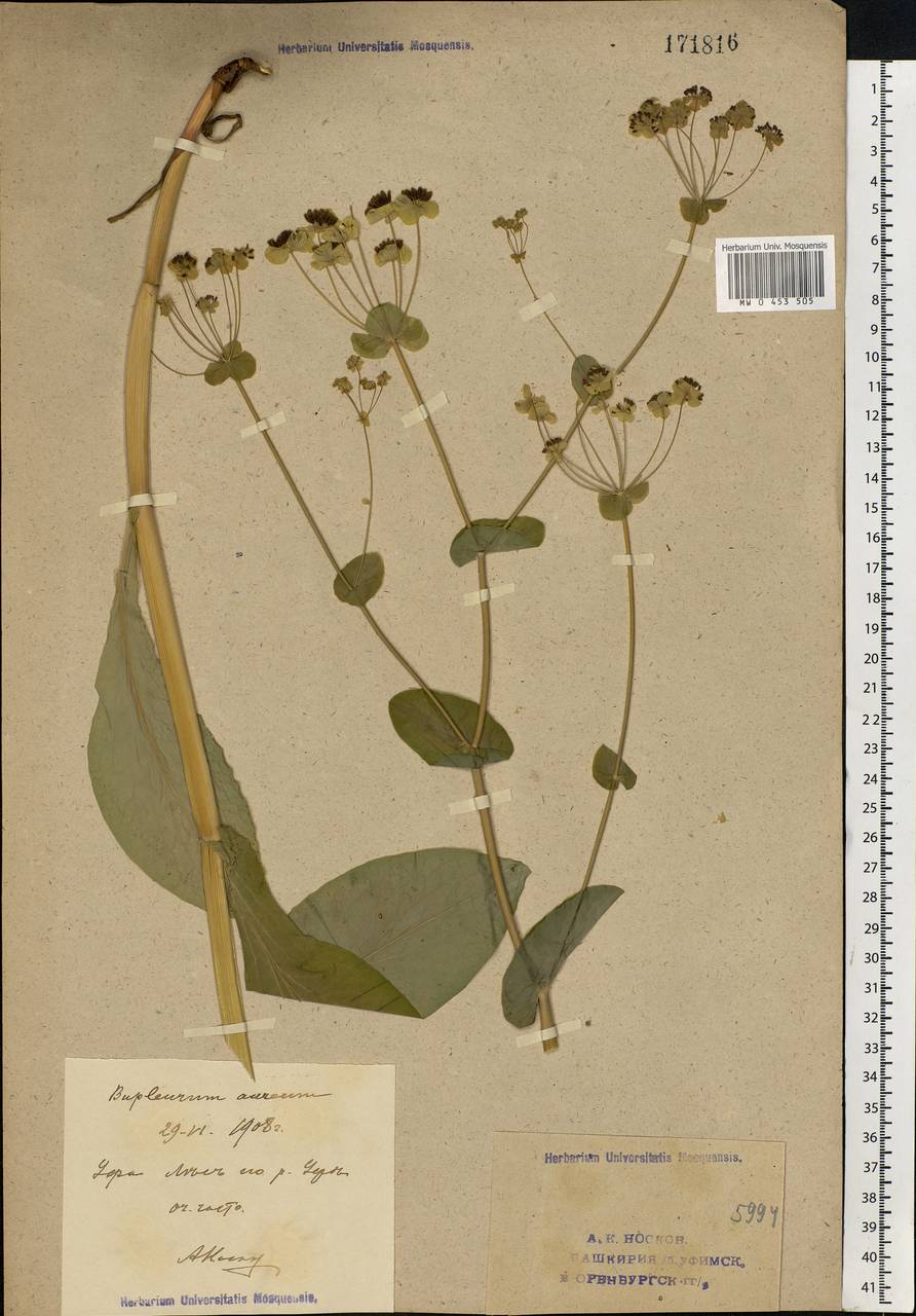 Bupleurum longifolium, Eastern Europe, Eastern region (E10) (Russia)