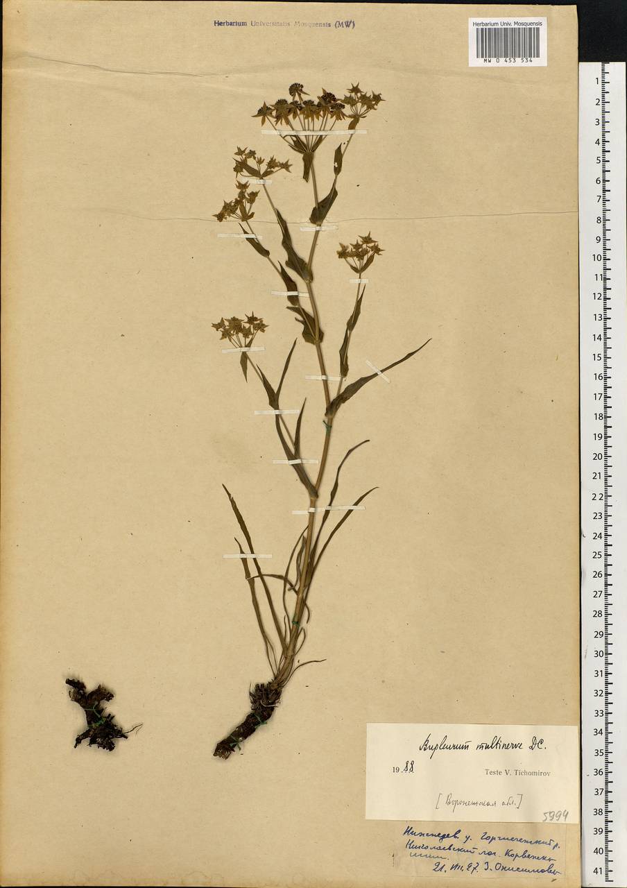 Bupleurum multinerve DC., Eastern Europe, Central forest-and-steppe region (E6) (Russia)