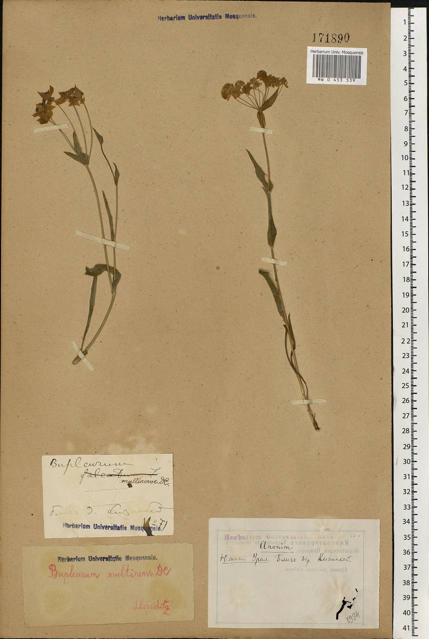 Bupleurum multinerve DC., Eastern Europe, Eastern region (E10) (Russia)