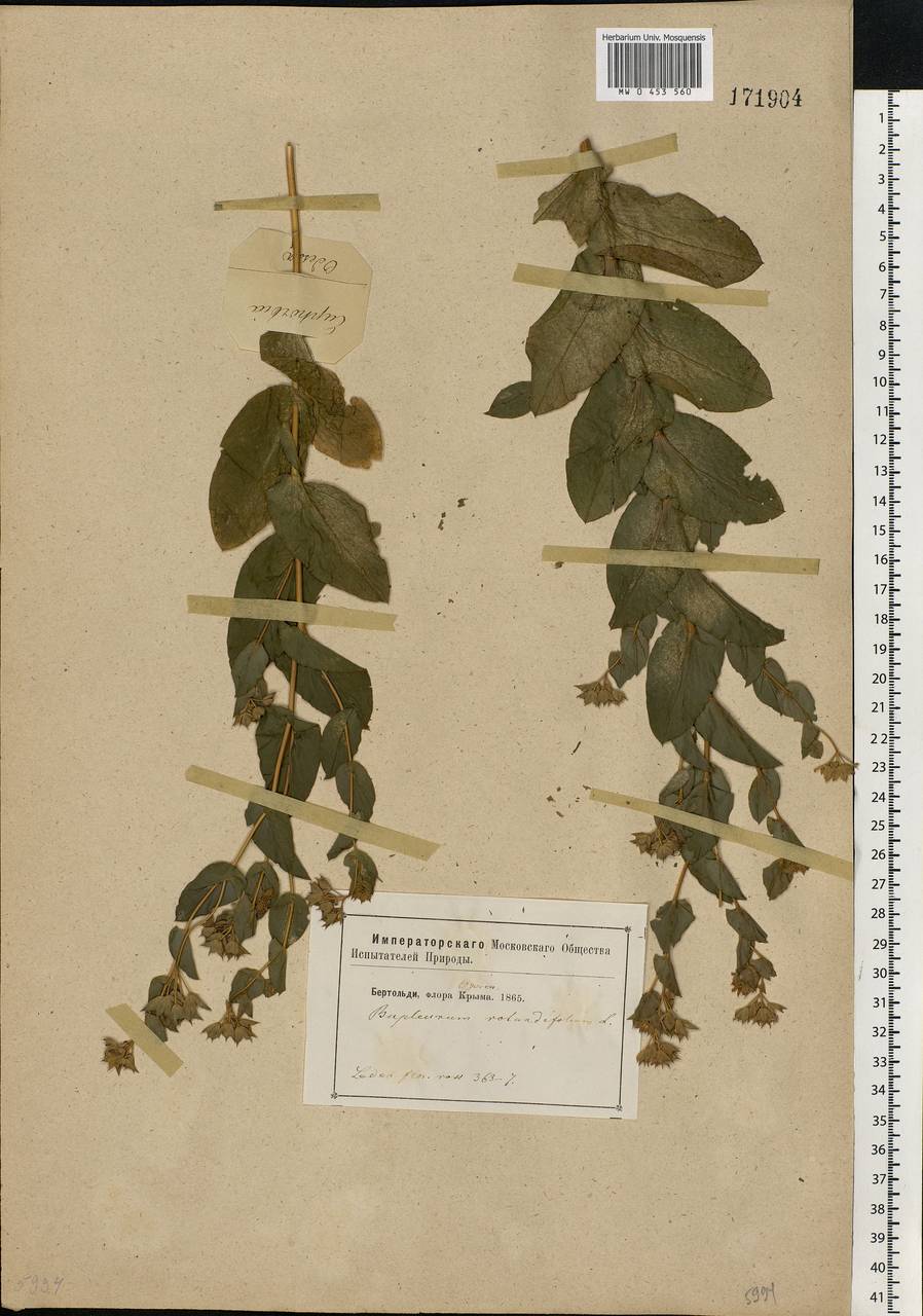 Bupleurum rotundifolium L., Eastern Europe, South Ukrainian region (E12) (Ukraine)