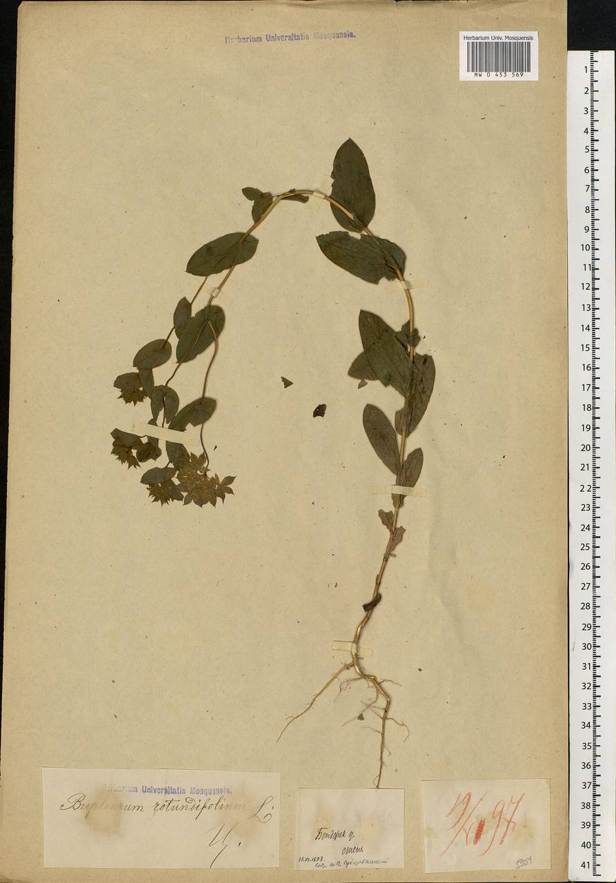 Bupleurum rotundifolium L., Eastern Europe, Moldova (E13a) (Moldova)