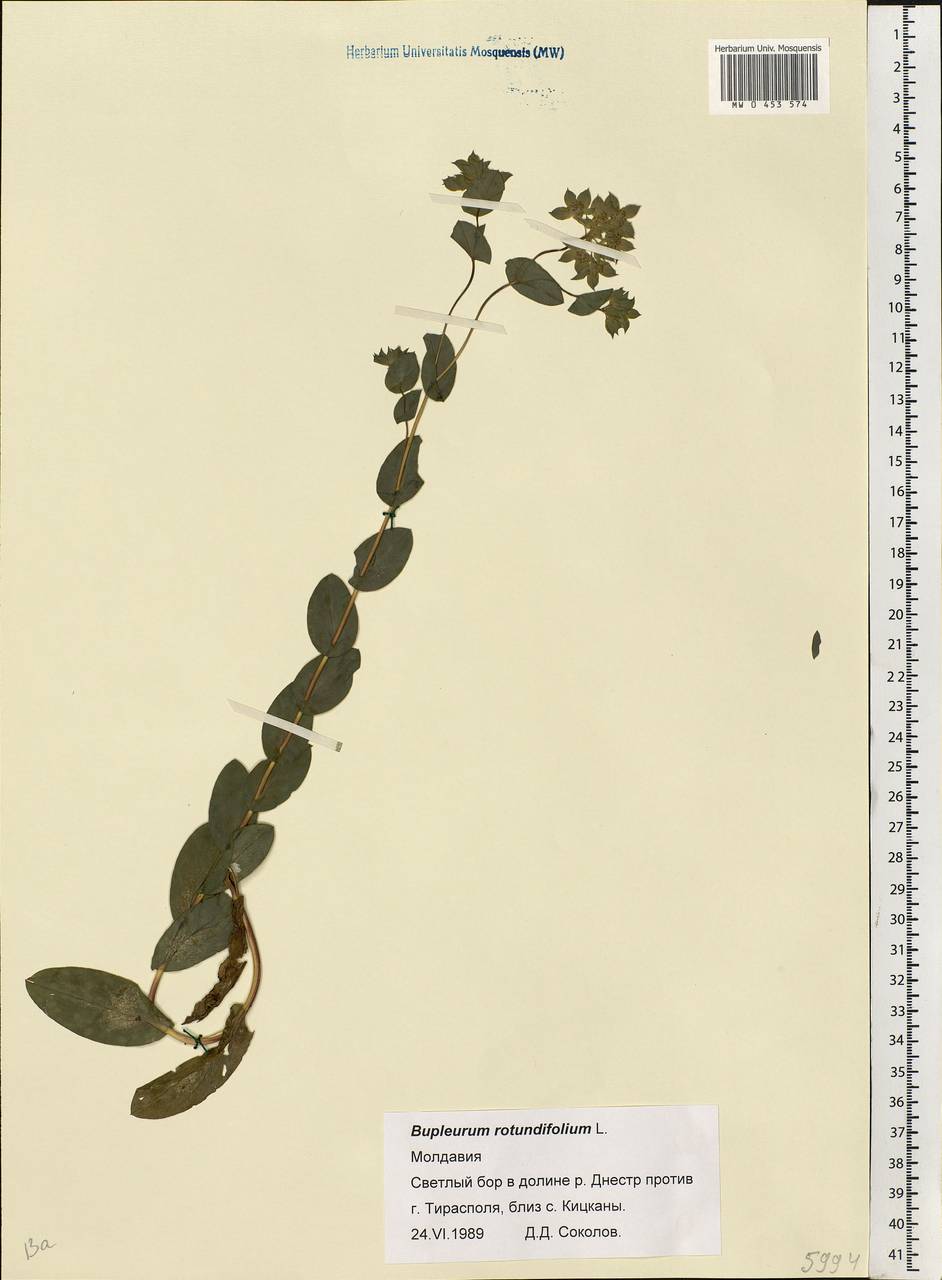 Bupleurum rotundifolium L., Eastern Europe, Moldova (E13a) (Moldova)