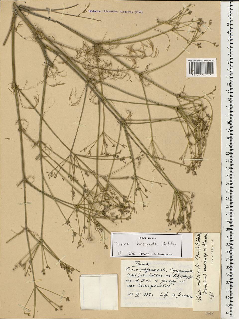 Trinia hispida Hoffm., Eastern Europe, Lower Volga region (E9) (Russia)
