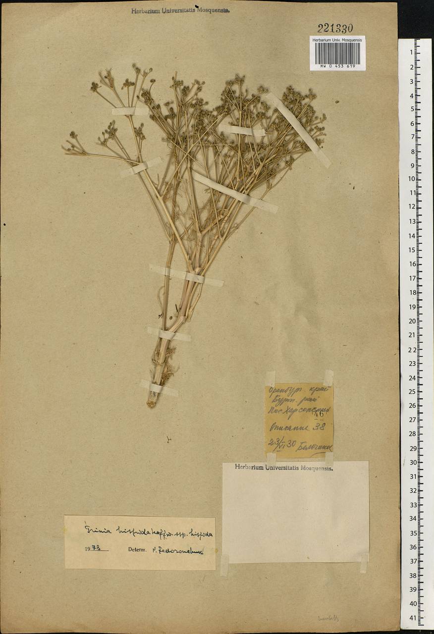 Trinia hispida Hoffm., Eastern Europe, Eastern region (E10) (Russia)