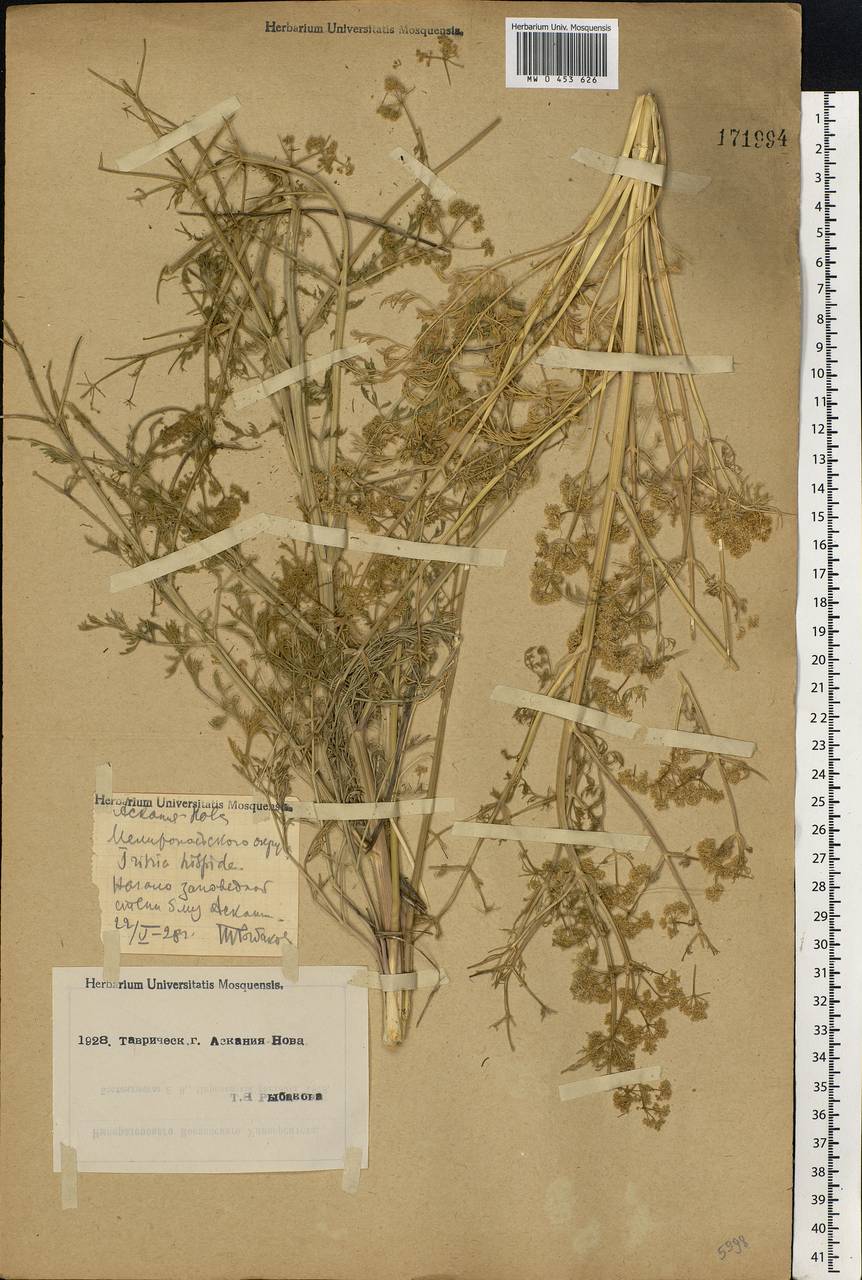 Trinia hispida Hoffm., Eastern Europe, South Ukrainian region (E12) (Ukraine)