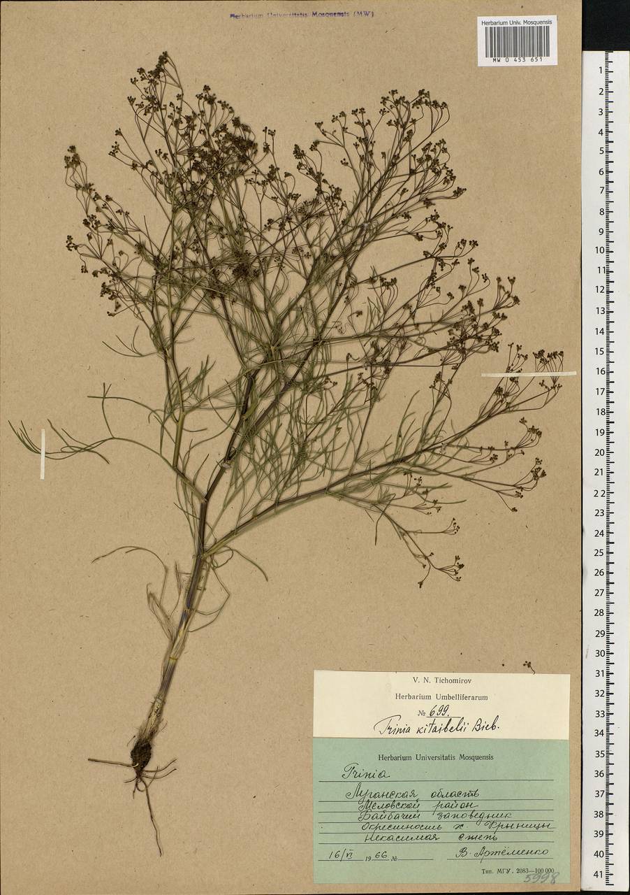 Trinia kitaibelii M. Bieb., Eastern Europe, North Ukrainian region (E11) (Ukraine)