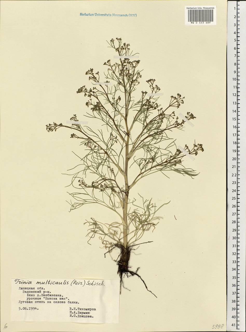 Trinia multicaulis (Poir.) Schischk., Eastern Europe, Central forest-and-steppe region (E6) (Russia)