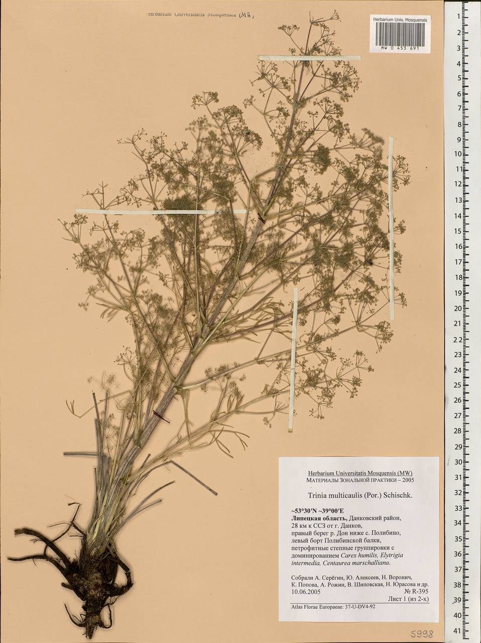 Trinia multicaulis (Poir.) Schischk., Eastern Europe, Central forest-and-steppe region (E6) (Russia)