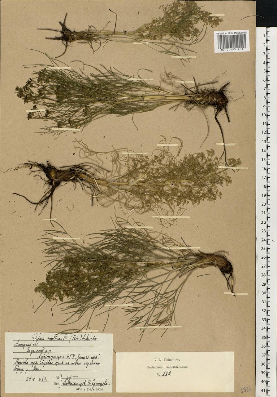 Trinia multicaulis (Poir.) Schischk., Eastern Europe, Central forest-and-steppe region (E6) (Russia)