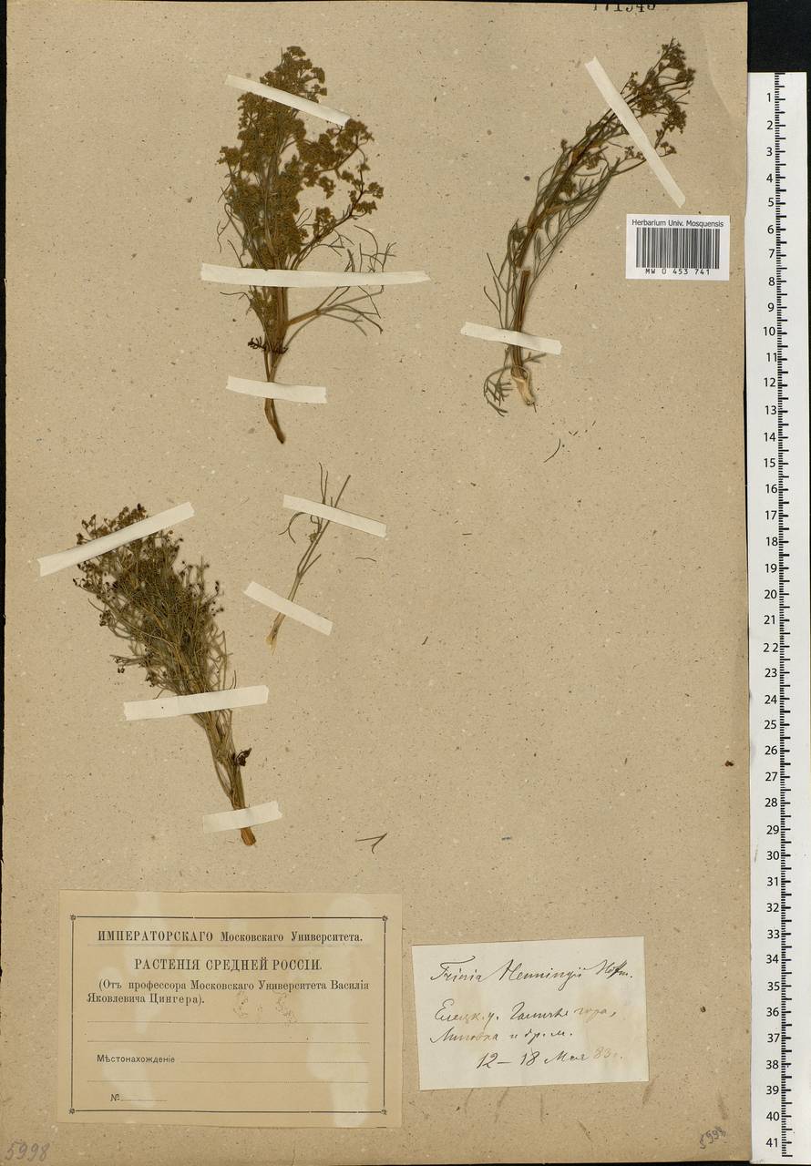 Trinia multicaulis (Poir.) Schischk., Eastern Europe, Central forest-and-steppe region (E6) (Russia)