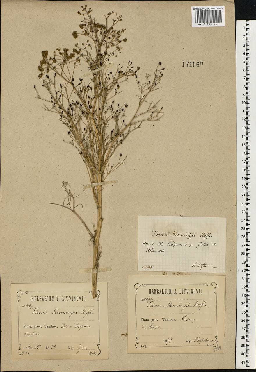 Trinia multicaulis (Poir.) Schischk., Eastern Europe, Central forest-and-steppe region (E6) (Russia)