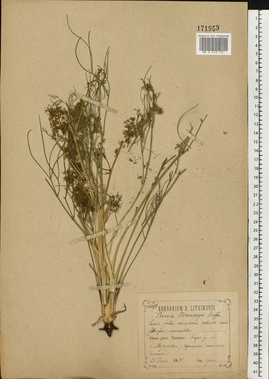 Trinia multicaulis (Poir.) Schischk., Eastern Europe, Central forest-and-steppe region (E6) (Russia)