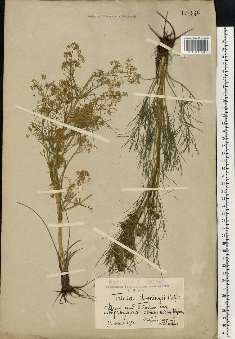 Trinia multicaulis (Poir.) Schischk., Eastern Europe, Central forest-and-steppe region (E6) (Russia)