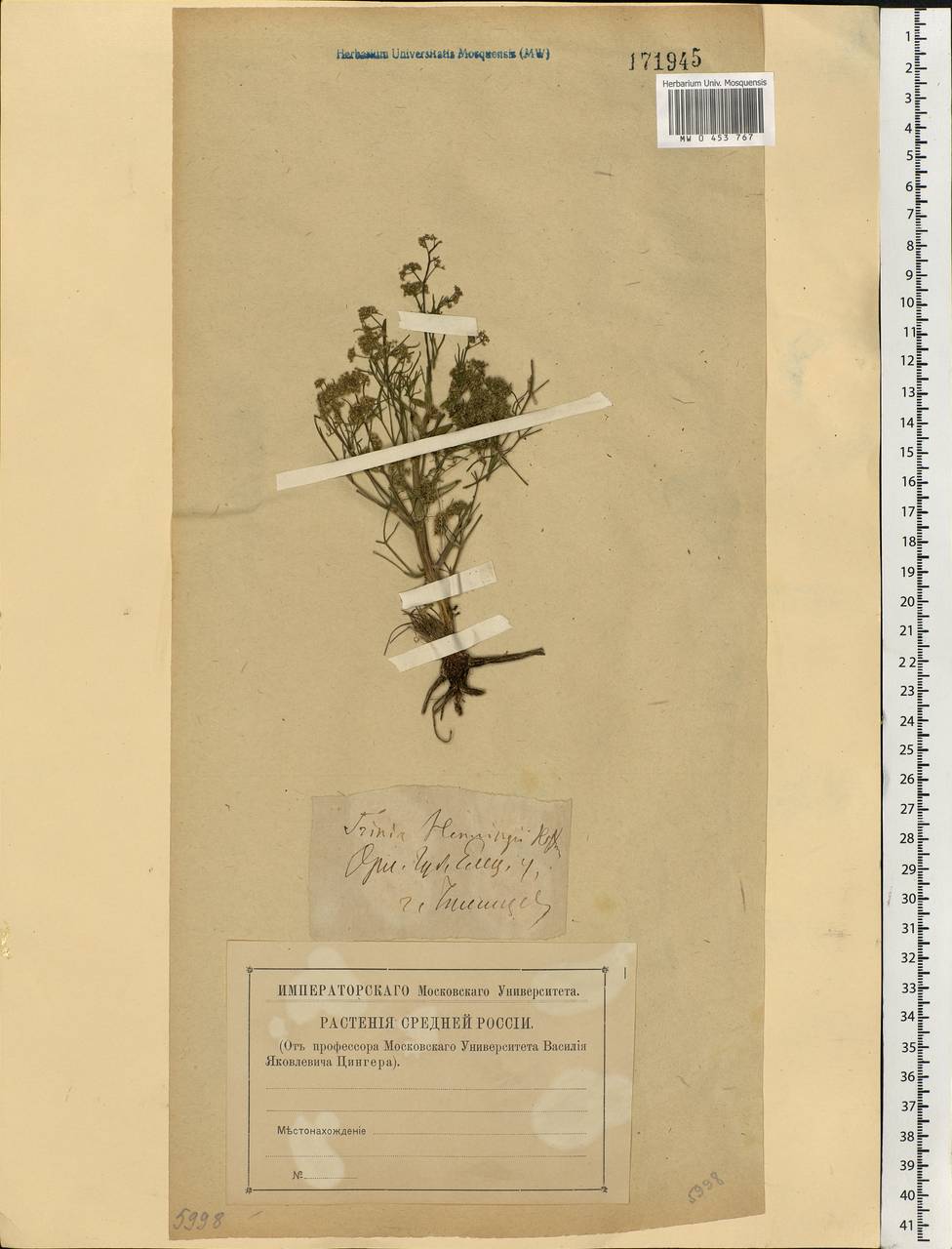 Trinia multicaulis (Poir.) Schischk., Eastern Europe, Central forest-and-steppe region (E6) (Russia)