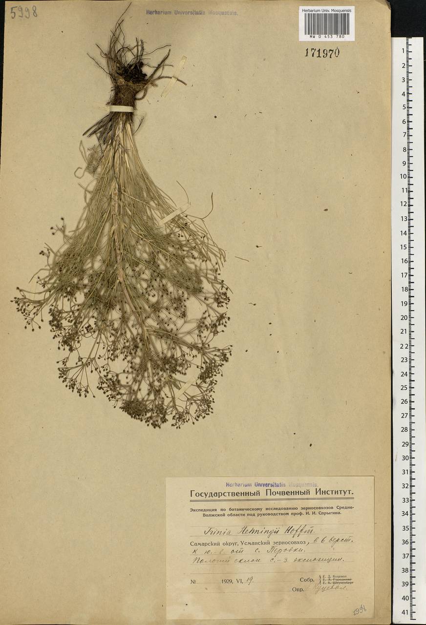 Trinia multicaulis (Poir.) Schischk., Eastern Europe, Middle Volga region (E8) (Russia)