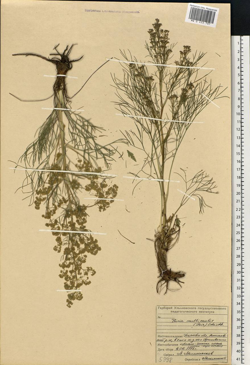 Trinia multicaulis (Poir.) Schischk., Eastern Europe, Middle Volga region (E8) (Russia)