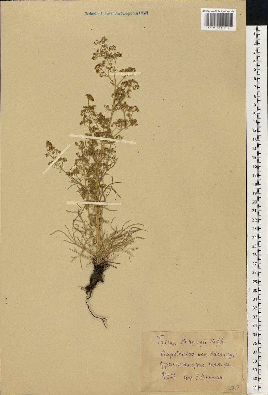 Trinia multicaulis (Poir.) Schischk., Eastern Europe, North Ukrainian region (E11) (Ukraine)