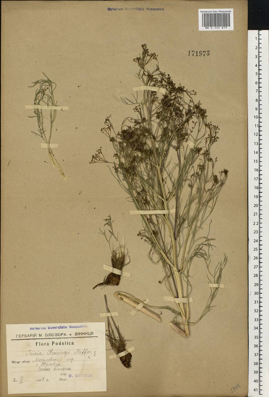 Trinia multicaulis (Poir.) Schischk., Eastern Europe, South Ukrainian region (E12) (Ukraine)