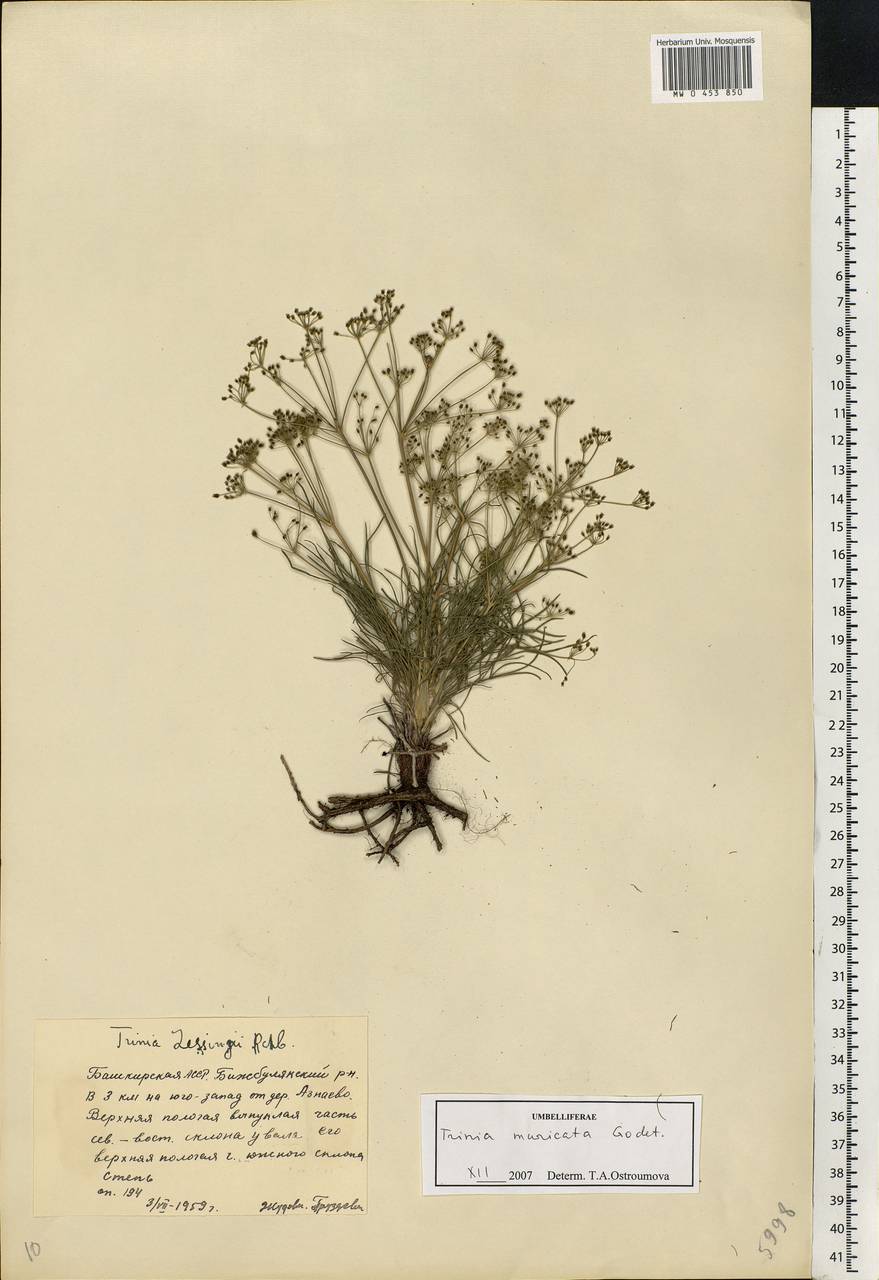 Trinia muricata Godet, Eastern Europe, Eastern region (E10) (Russia)