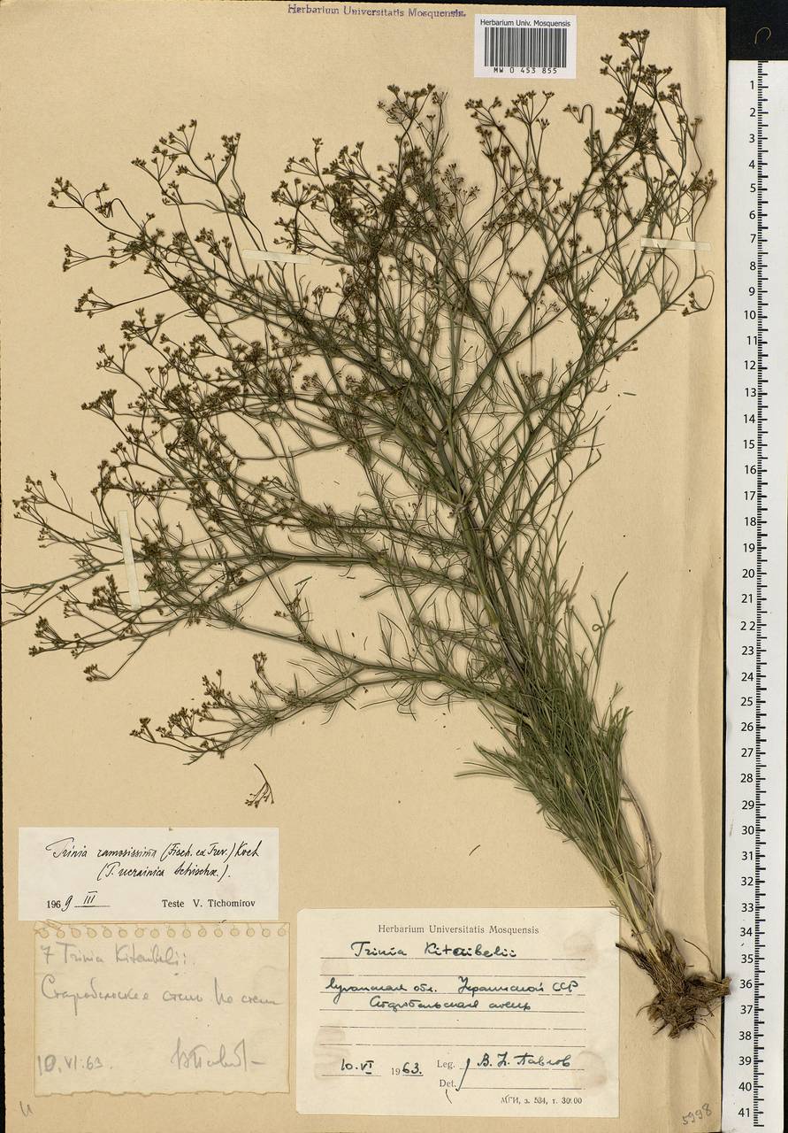 Trinia kitaibelii M. Bieb., Eastern Europe, North Ukrainian region (E11) (Ukraine)